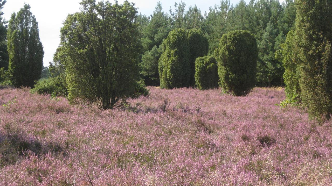 Landhotel Heiner Meyer Wahrenholz Luaran gambar